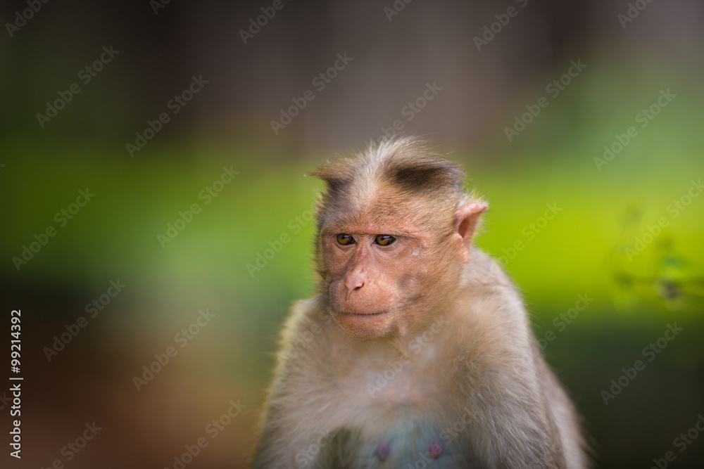 The Macaque diaries. The bonnet macaque is a macaque endemic to southern India. Its distribution is limited by the Indian Ocean macaque. These art part of the big Banyan tree troop Bangalore India.