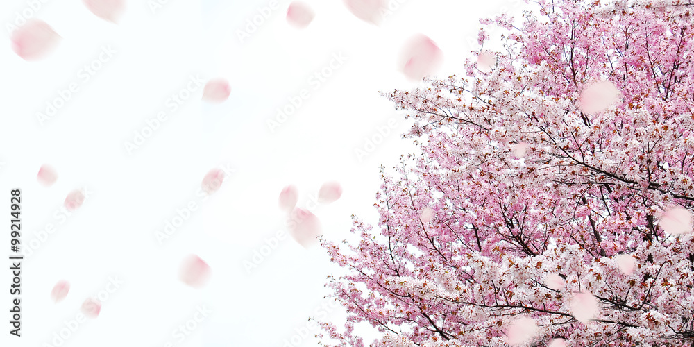桜　春　祝賀