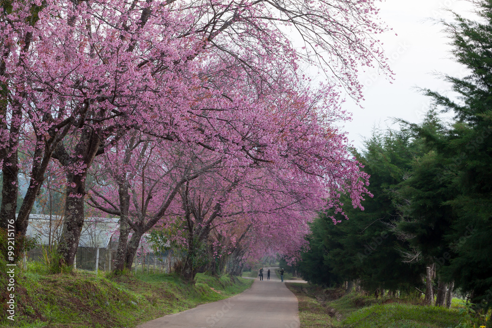 Cherry blossom pathway in ChiangMai, Thailand. Cherry blossom pathway in ChiangMai, Thailand.