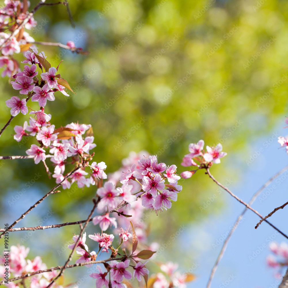Sakura flowers blooming blossom in PhuLomLo Loei Province , Thai Sakura flowers blooming blossom in PhuLomLo Loei Province , Thai