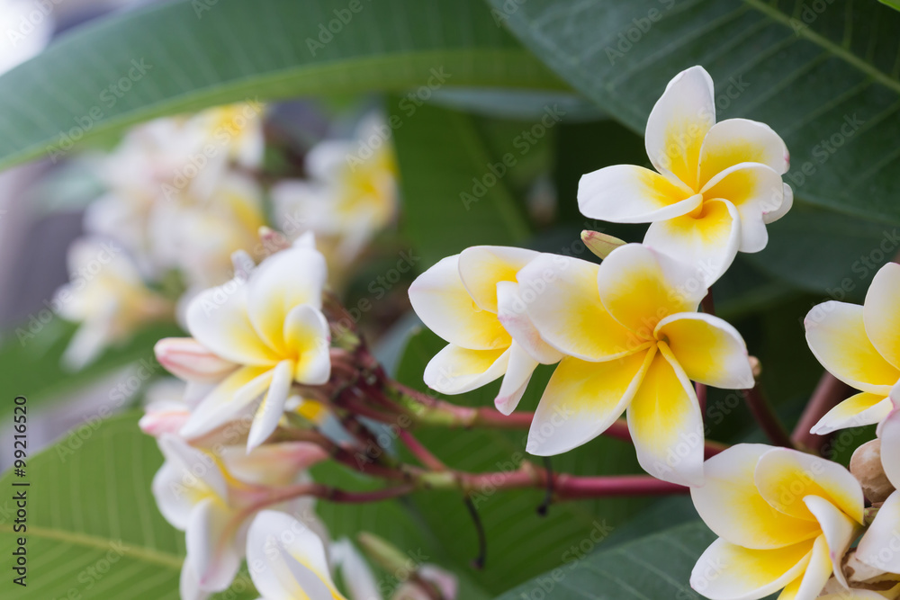 white frangipani tropical flower, plumeria flower blooming white frangipani tropical flower, plumeria flower blooming