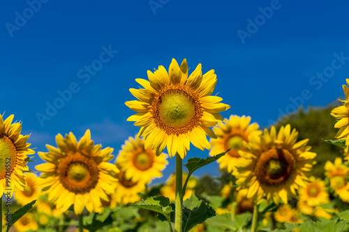 Full bloom sunflower with blue sky.