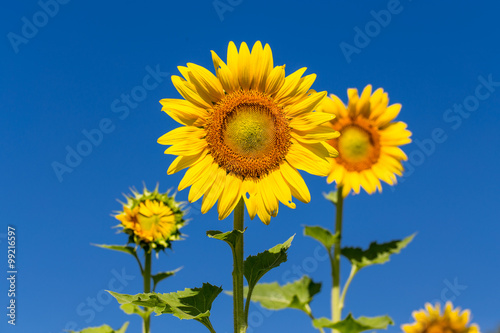 Full bloom sunflower with blue sky.