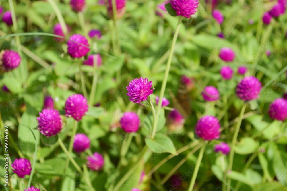 Beautiful purple flowers or Globe Amaranth flower in garden Beautiful purple flowers or Globe Amaranth flower in garden