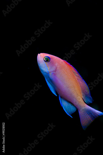 Female pink basslet