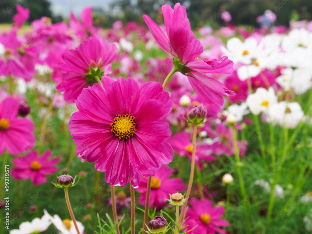 Plant of Cosmos flowers blooming in the garden