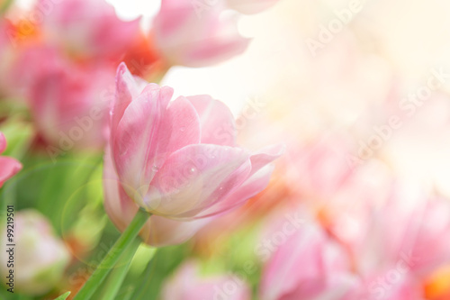 tulips in the flower garden