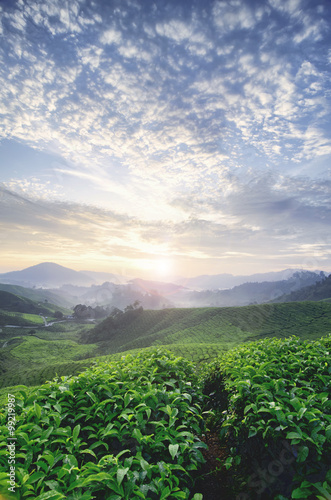 beautiful morning during sunrise at tea farm. green tea tree. stunning layer of the hill and dramatic clouds with blue sky. ( blurred and out of focus image)