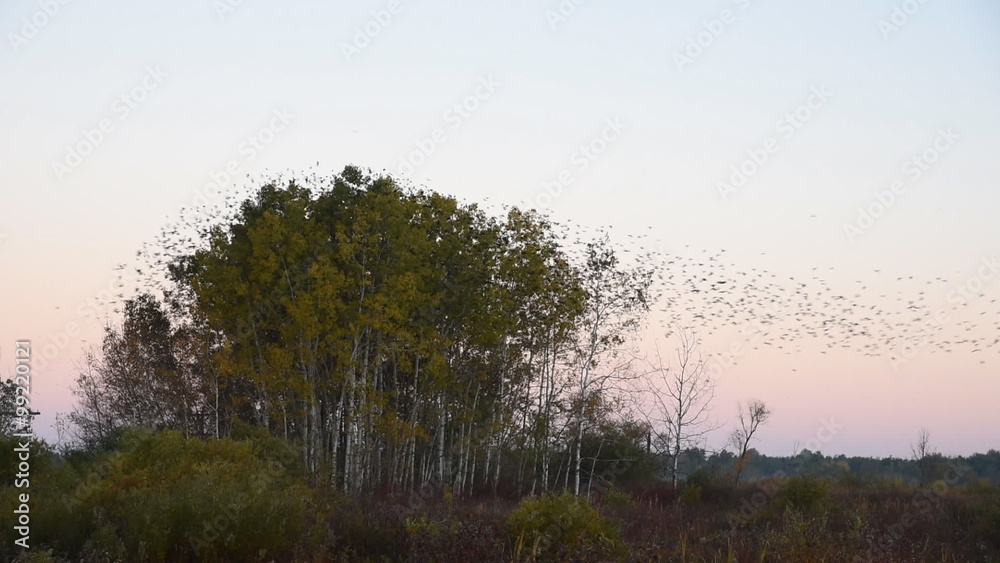 Flocks of redwing blackbirds call, fly, take off and land in a clump of apsen trees that stand in a marsh.