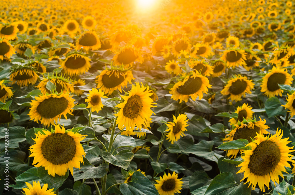 landscape with sunflower field landscape with sunflower field