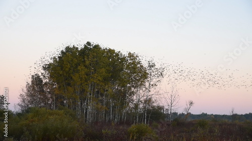 Flocks of redwing blackbirds call, fly, take off and land in a clump of apsen trees that stand in a marsh. photo