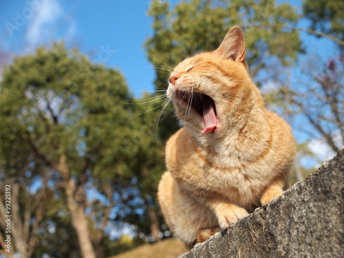 あくびをする猫