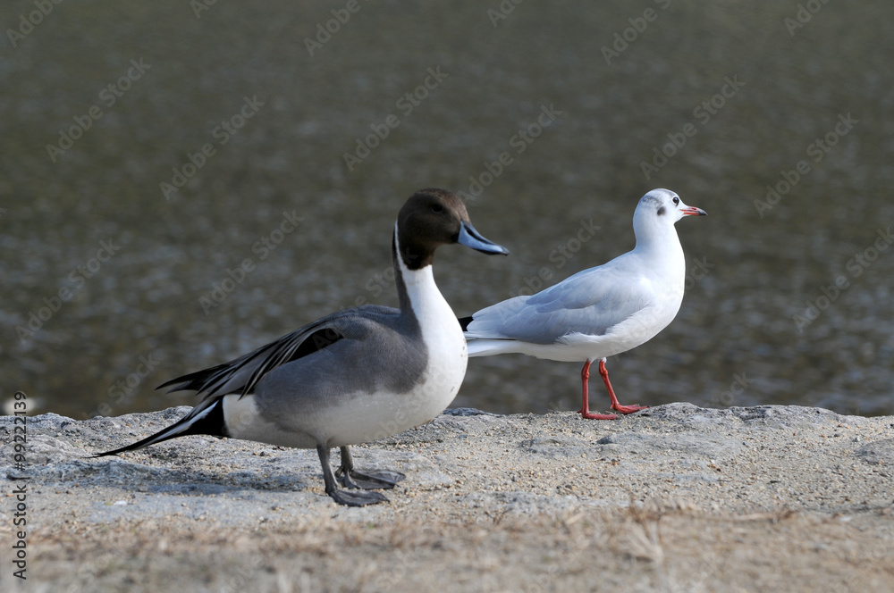 鴨とユリカモメ 鴨とユリカモメ
