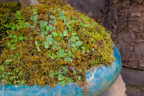 cover crop color green background 