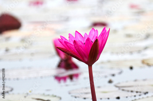 The Lake of water lily, Udo...