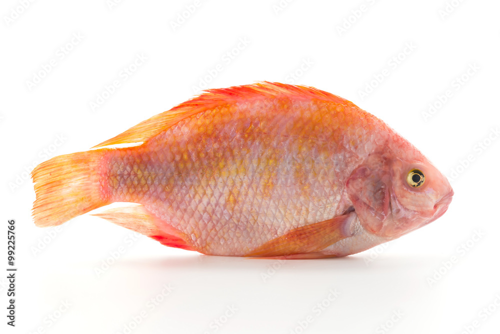 Obraz premium Red Tilapia