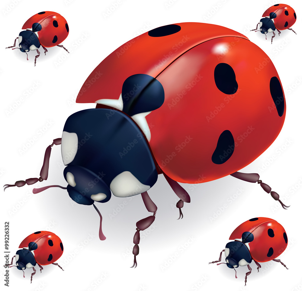 Naklejka premium Ladybird vector illustration,