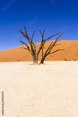ナミブ砂漠のデッドフレイ