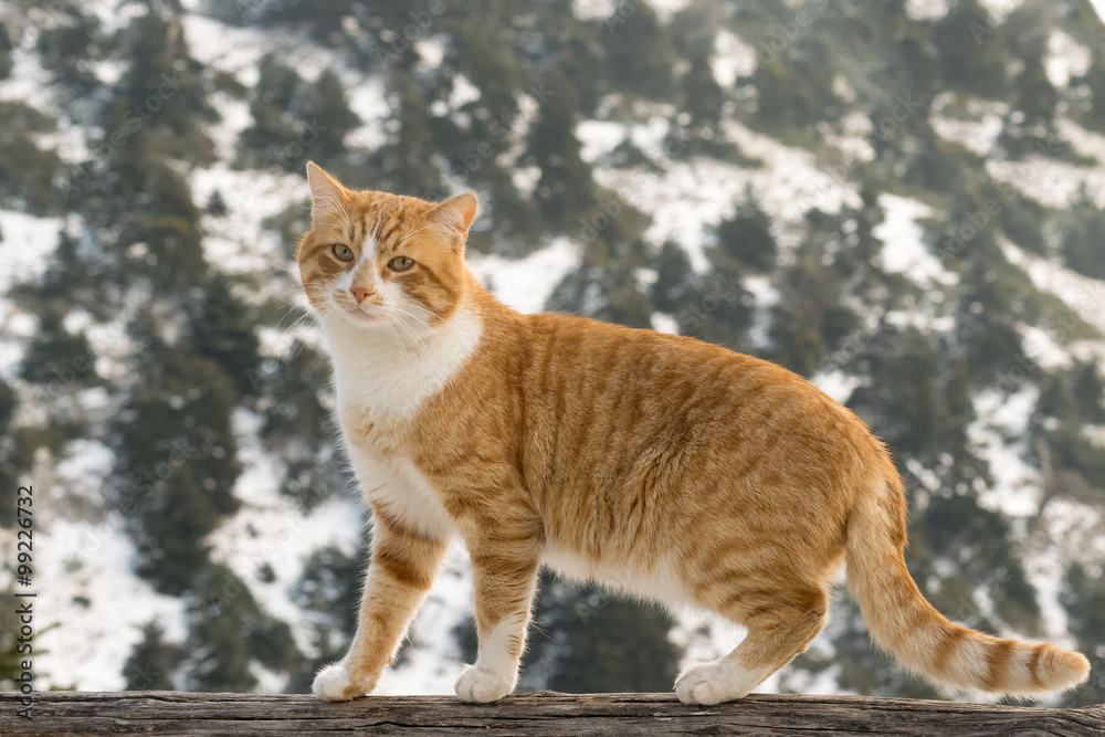 Beautiful portrait of a cat against a snowy environment.
