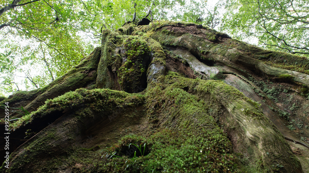 Forest of moss