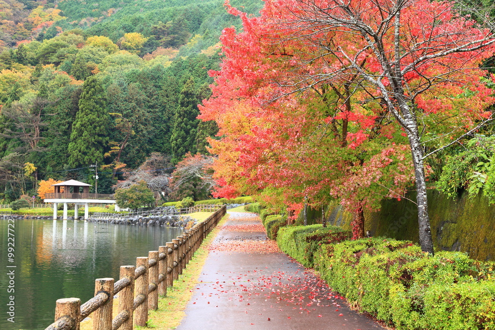Fototapeta Jesienne liście na jeziorze Tanuki
