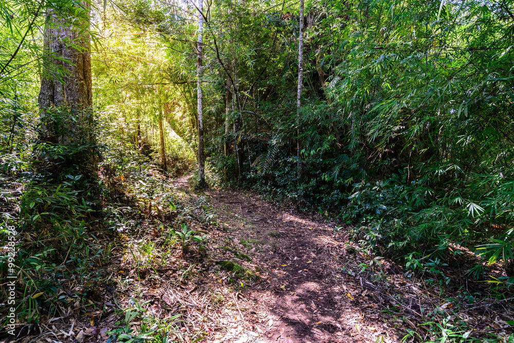 Nature trail for cycling and walking in Phu Kradueng national park, Loei, Thailand.