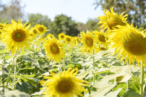 sun flower