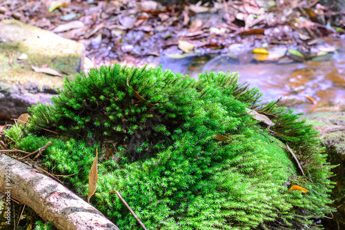 Moss on stone in tropical rainforrest.