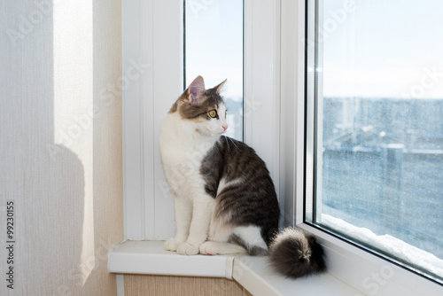 Young cat sitting on  window sill © olgavolodina
