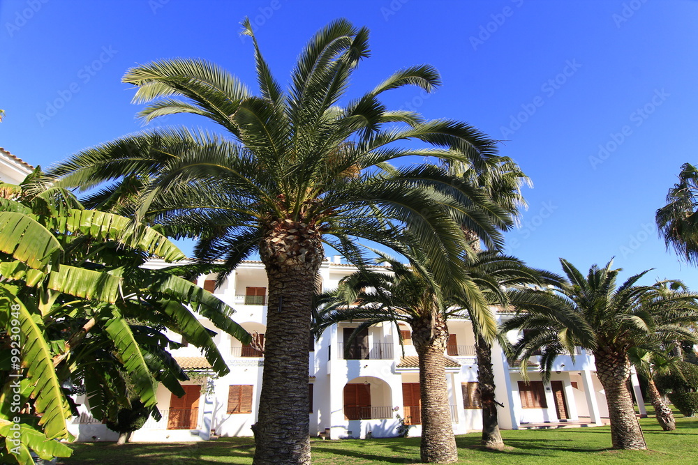 gardens with palm trees and blue sky
