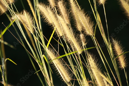 Gold flower and grass flower photo