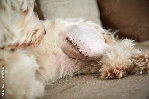 Havaneser Hund mit Narbe am linken Bein