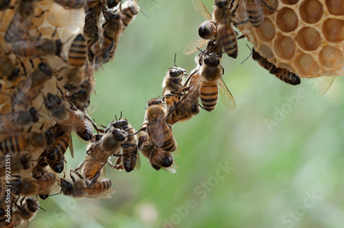 api costruiscono favo photo