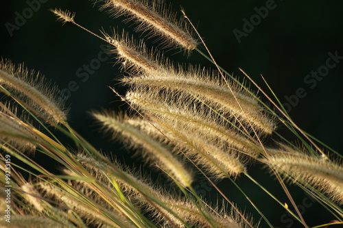Grass flower photo
