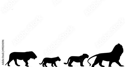 lion family 