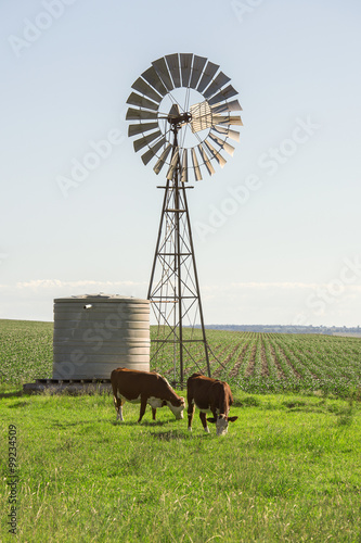 Fotografia Heard of cows in a paddock during the day in Queensland