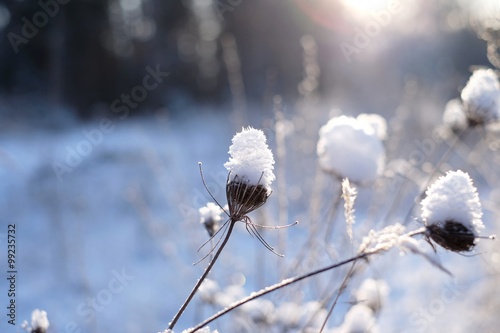 Winter Sunset and grass