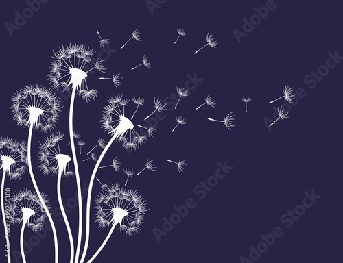 Sketch of a field dandelion.