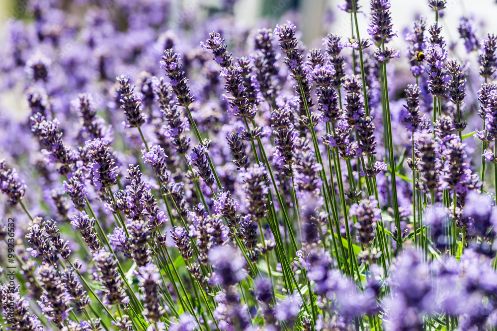 Fototapeta premium ラベンダー