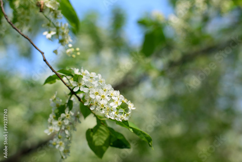 Spring background bird cherry