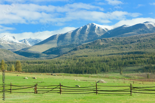 Alpine meadow