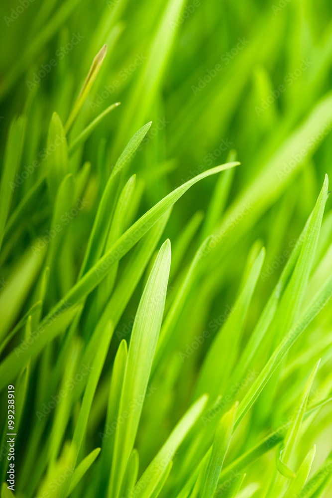 The Green grass StockFoto Adobe Stock
