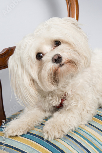 Funny white dog on the chair at home