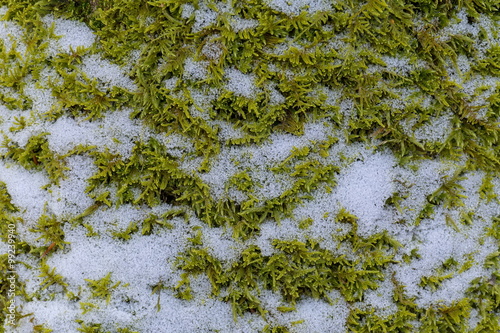 A natural textured background of green grassy moss with snow