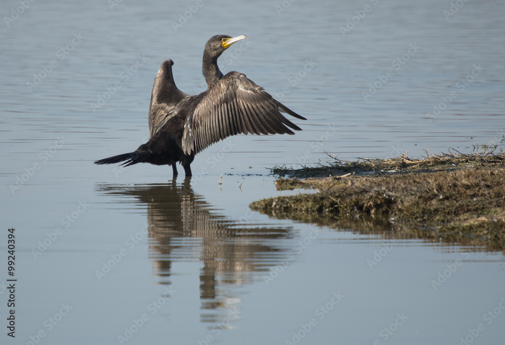Wunschmotiv: Great Cormorant, Phalacrocorax carbo #99240394