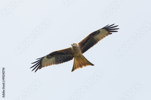 Black Kite (Milvus Migrans) in flight © Pascal Halder