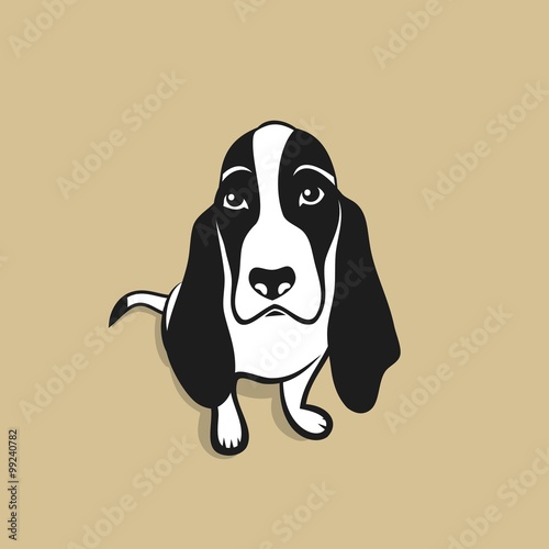 Basset hound