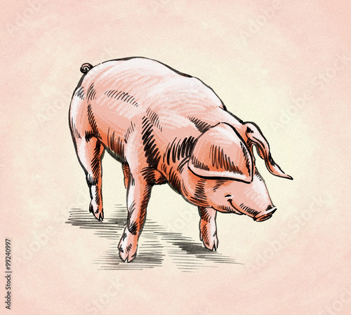 brush painting ink draw pig illustration © Turaev