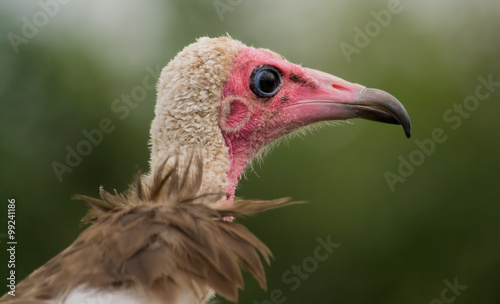 Hooded vulture portrait