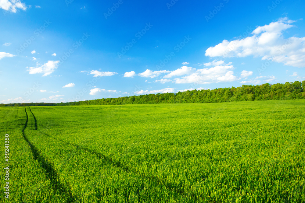 Naklejka premium zielone pole i błękitne niebo